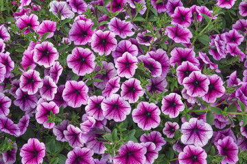 Bright purple petunia flowers