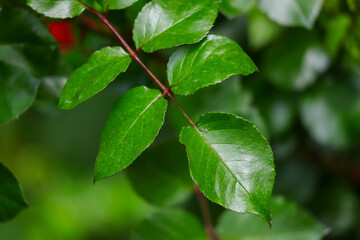 Fototapeta na wymiar Green rose leaves in nature.