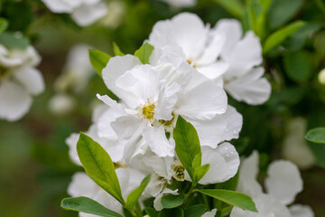 Obraz na płótnie Canvas White flowers of fruit trees in spring nature.