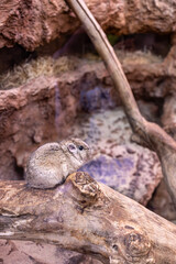 Wrocławskie ZOO Afrykanarium, wybieg GUNDIA