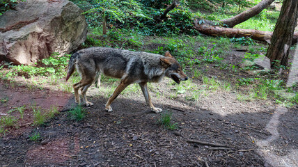 Wilk szary[8], wilk[a][9] (Canis lupus) – gatunek drapieżnego ssaka z rodziny psowatych (Canidae), zamieszkującego lasy, równiny, tereny bagienne oraz góry Eurazji i Ameryki Północnej. © Jarekfoto