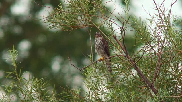 one female sparrowhawk (Accipiter nisus) sits on a tree and looks for prey