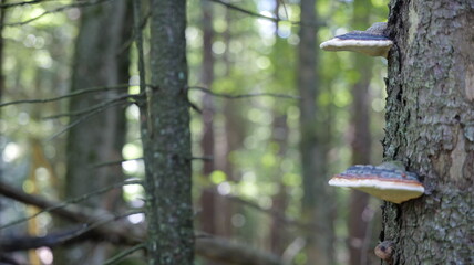 Mushrooms in the Carpathian Mountains in autumn