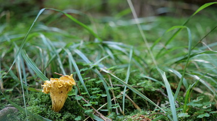 Mushrooms in the Carpathian Mountains in autumn