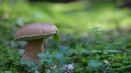 Mushrooms in the Carpathian Mountains in autumn