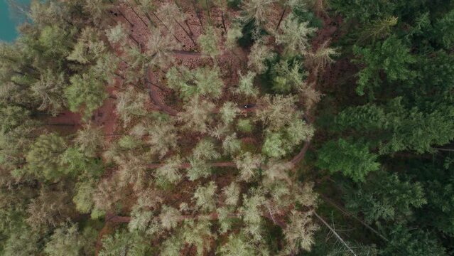 Top View Of Forest With Mountain Bike Route In 't Nije Hemelriek, Gasselte In Province of Groningen, Netherlands. Aerial Shot