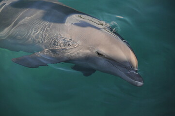 Portrait of common bottlenose dolphin in water 