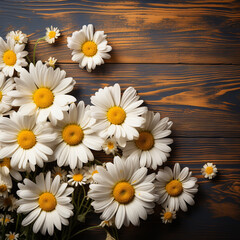 Daisy flowers on wooden background, summer chamomile flat lay banner. 
