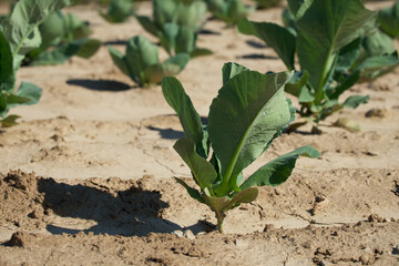 green cabbage in the agricultural field