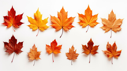 Fototapeta premium Isolated leaves. Collection of multicolored fallen autumn leaves isolated on white background.