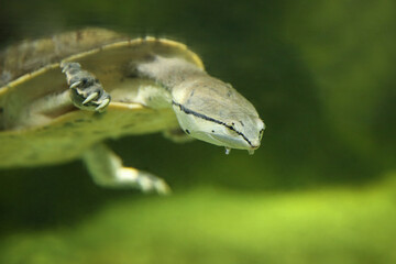 Hilaire’s toadhead turtle or Hilaire’s side-necked turtle (Phrynops hilarii) under water behind...
