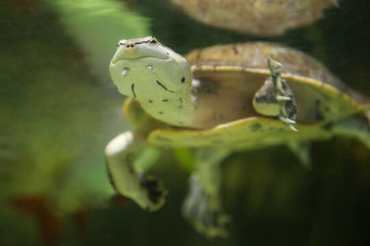 Hilaire&rsquo;s toadhead turtle or Hilaire&rsquo;s side-necked turtle (Phrynops hilarii) under water behind glass, blurred.