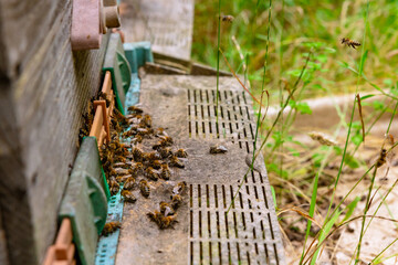 Honeybees entering the beehive in focus. Beekeeping or apiculture background