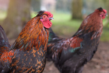 Red roosters free range in garden