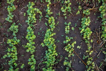 Deurstickers Saplings growing in Karsome, Togo. © Julian
