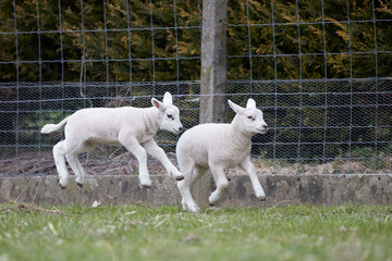 Obraz premium Two white lamb play and jump on meadow