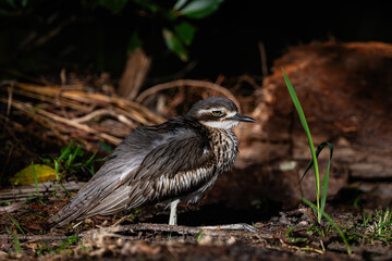 Bush Stone-curlew, also known as kikkops or thick-knees or iben bird. Burhinus grallarius.