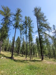 Alberi Montagna