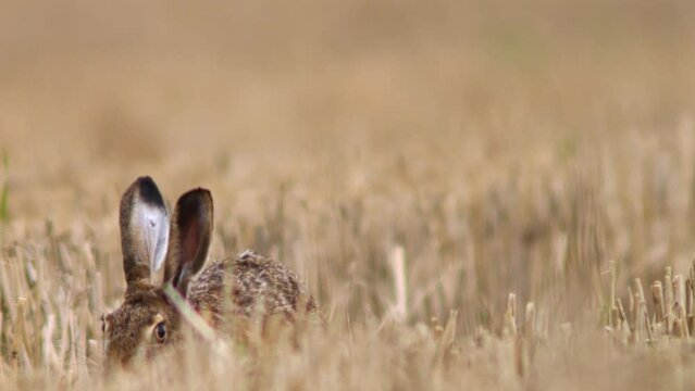 one European brown hare (Lepus europaeus) sits on a harvested stubble field