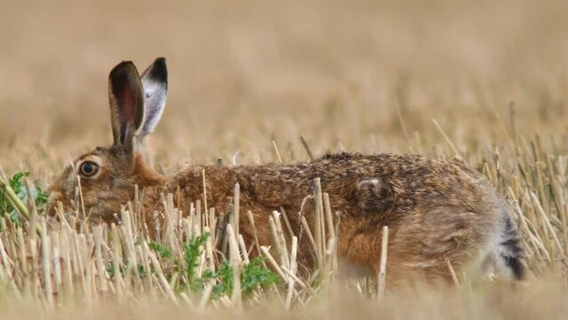 one European brown hare (Lepus europaeus) sits on a harvested stubble field