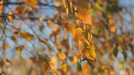 Beautiful autumn birch leaves with earrings close-up against the blue sky. Nature protection, environmental problems. Nature in autumn