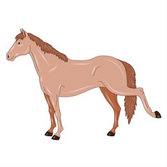 Horse isolated on a white background. Vector illustration in cartoon style.