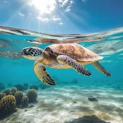 Fensteraufkleber sea turtle swimming in clear ocean waters. © mindstorm