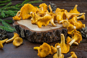 Bright fresh chanterelle mushrooms collected in the forest on a wooden background.