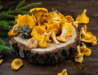 forest mushrooms on a wooden background against a tree, spruce branches and cones.