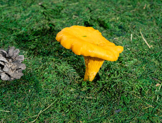 One forest mushroom chanterelle in the forest grows on moss.