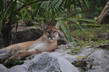 Portrait of american cougar, mountain lion resting in natural habitat