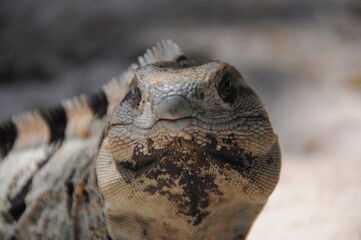 Portrait of black mexican iguana