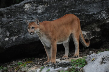 American puma, mountain lion in natural habitats