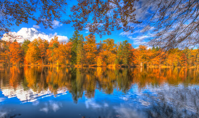 autumn trees in the lake