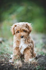 small maltipoo puppy outdoors in greenery and rocks