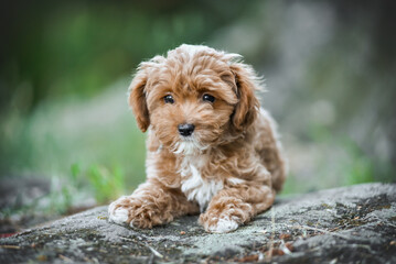 small maltipoo puppy outdoors in greenery and rocks