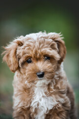 small maltipoo puppy outdoors in greenery and rocks