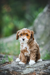 small maltipoo puppy outdoors in greenery and rocks
