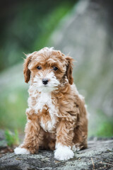 small maltipoo puppy outdoors in greenery and rocks
