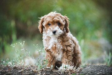 small maltipoo puppy outdoors in greenery and rocks