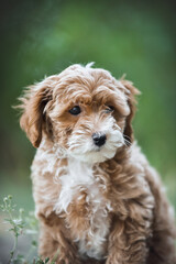 small maltipoo puppy outdoors in greenery and rocks