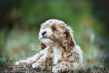 small maltipoo puppy outdoors in greenery and rocks