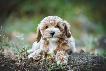 small maltipoo puppy outdoors in greenery and rocks