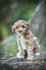 small maltipoo puppy outdoors in greenery and rocks