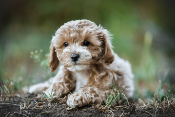 small maltipoo puppy outdoors in greenery and rocks