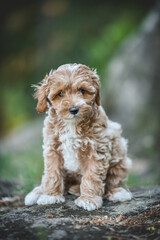 small maltipoo puppy outdoors in greenery and rocks