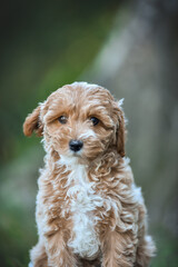 small maltipoo puppy outdoors in greenery and rocks