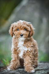 small maltipoo puppy outdoors in greenery and rocks