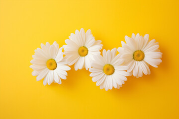 Obraz premium Yellow orange plant nature leaf isolated floral flower colorful close-up daisy