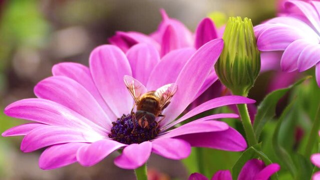 Solitary bee busy pollinating a flower (African Daisy/Osteospermum) in an Irish garden